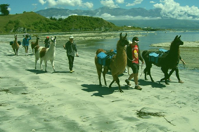 Llama Trek (Half-day) - Kaikoura Bay, Beaches & Seal Colony - Is $154.52 good value?
