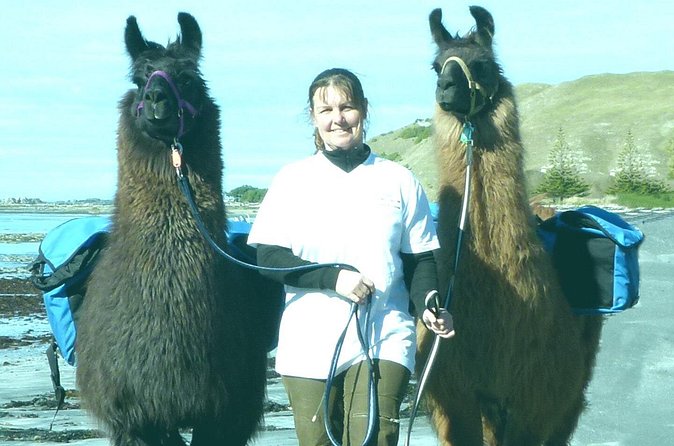 Llama Trek (Half-day) - Kaikoura Bay, Beaches & Seal Colony - Who will enjoy this most