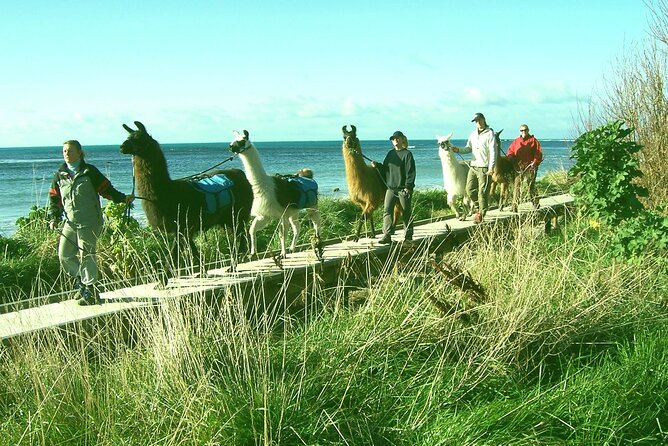 Llama Trek (Half-day) - Kaikoura Bay, Beaches & Seal Colony - Starting at West End and meeting your animal
