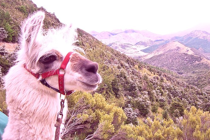 Llama Trek (Taster) - Kowhai River Valley and Native Woodland Tour - Meeting llamas at the Kowhai River Valley