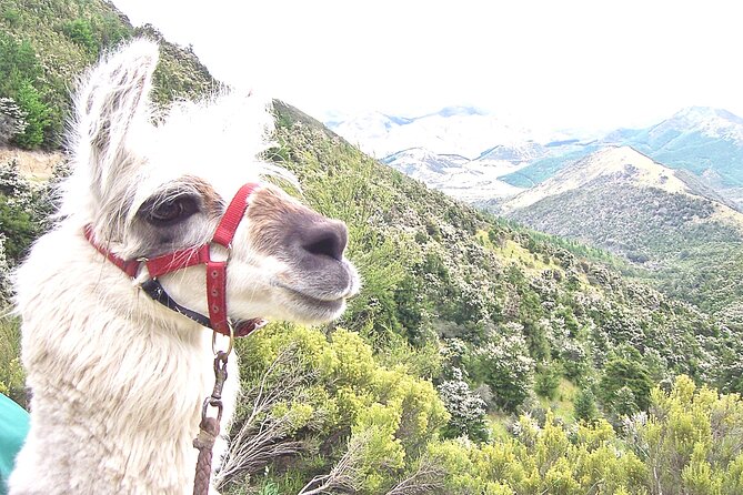 Llama Trek (Taster) - Kowhai River Valley and Native Woodland Tour - A small group changes the experience