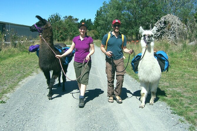 Llama Trek (Taster) - Kowhai River Valley and Native Woodland Tour - Should you book the Kowhai River llama trek?