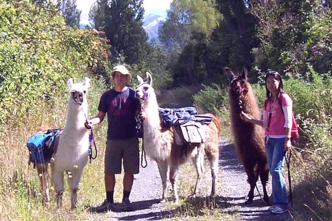 Llama Trek (Taster) - Kowhai River Valley and Native Woodland Tour - What the 90-minute format gives you