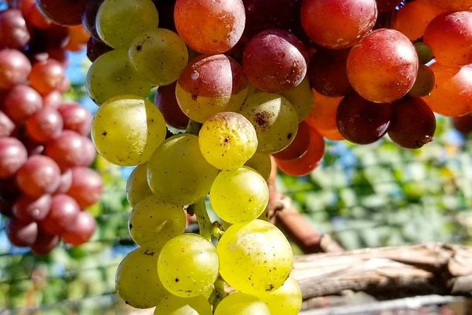 Luxury Private Auckland Wine & Beach Tour with Lunch - Who will get the most from this day