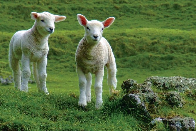 Lyttelton Shore Excursion: Arthur's Pass Day Tour - Starting at Fisherman’s Wharf in Lyttelton