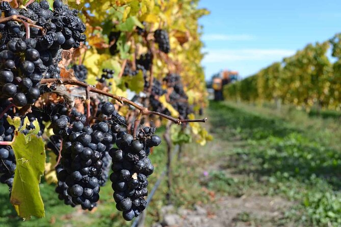 Lyttelton Shore Excursion - City Highlights & Waipara Wine Tour - Georges Road Wines and the boutique finish