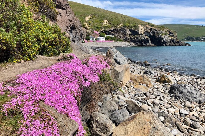 Lyttelton Shore Excursion - Guided Walking Tour and Picnic - Coastal views, wildlife, and old military sites
