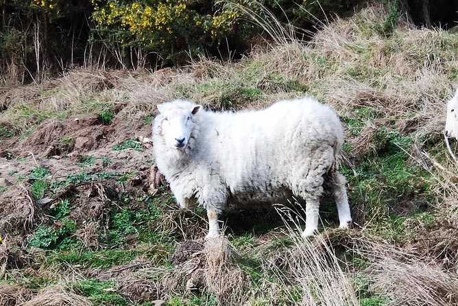 Mainland Peninsula Tour - Wildlife, weather, and what you may actually see