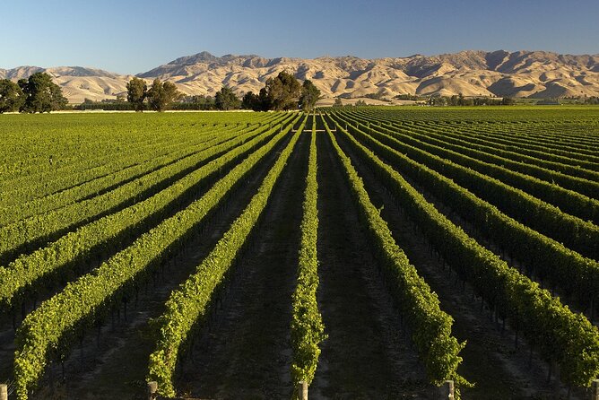 Marlborough Afternoon Wine Tour with Tastings - Three Marlborough wineries in one afternoon