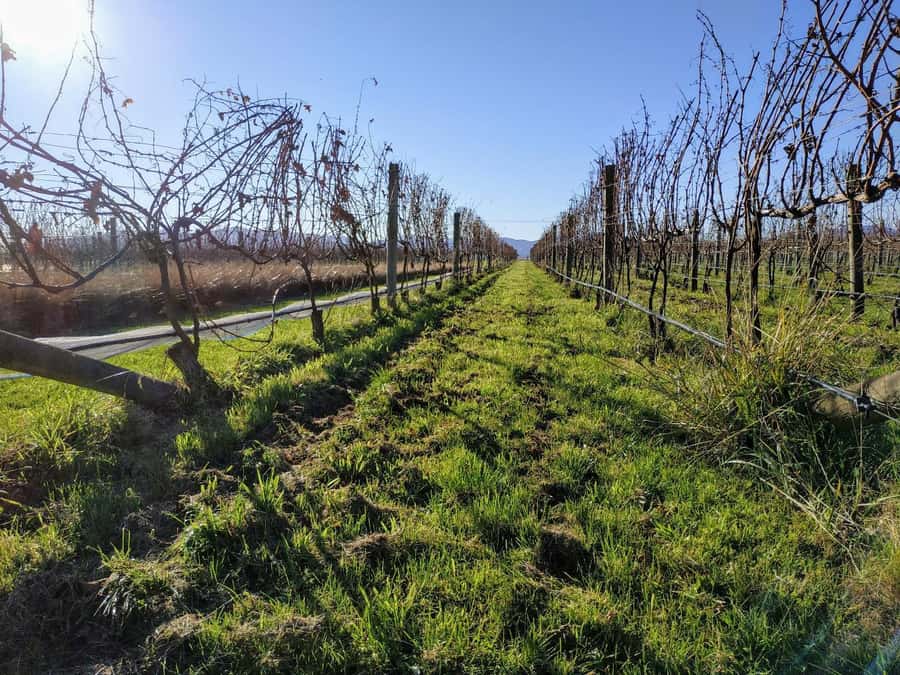 Marlborough: Blenheim Wine Tour; Afternoon of Wine only - Three cellar doors, with room for a fourth