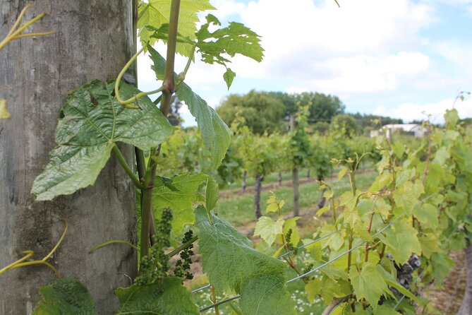 Marlborough Classic Wine Tasting Tour. - Three or four cellar doors, with room for variety