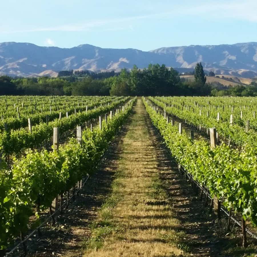 Marlborough Full Day Wine Tour - Why Marlborough works so well for a one-day wine tour