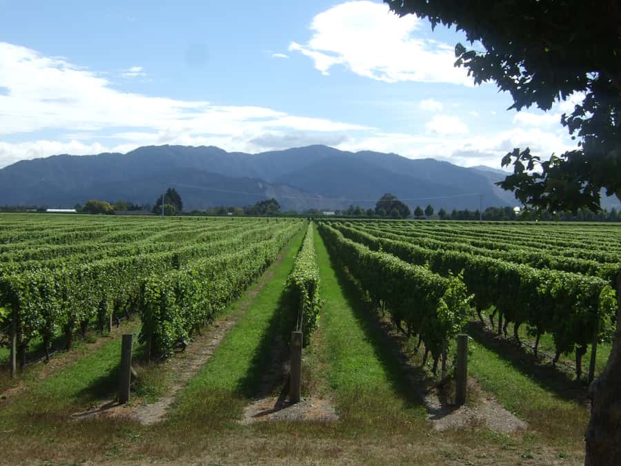 Marlborough Half-Day Wine Tour from Blenheim - Five Marlborough cellar doors, one relaxed afternoon