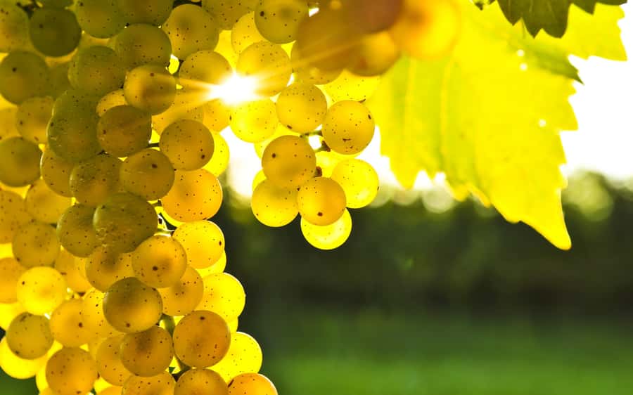 Marlborough Half-Day Wine Tour from Blenheim - What the wine tastings are like