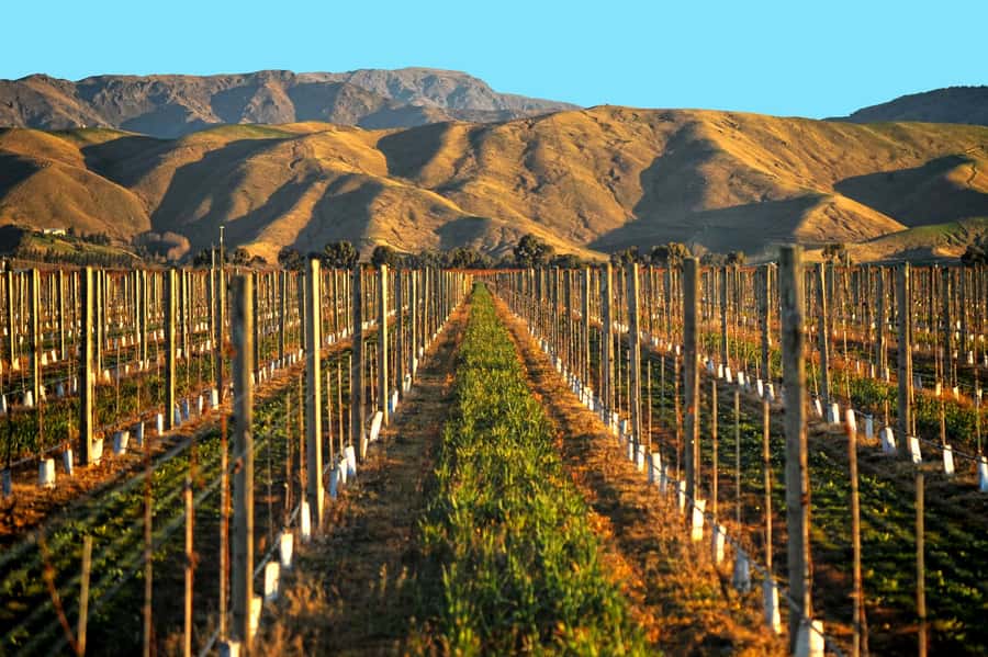 Marlborough Half Day Wine Tour From Picton 1pm - Is $110 good value?