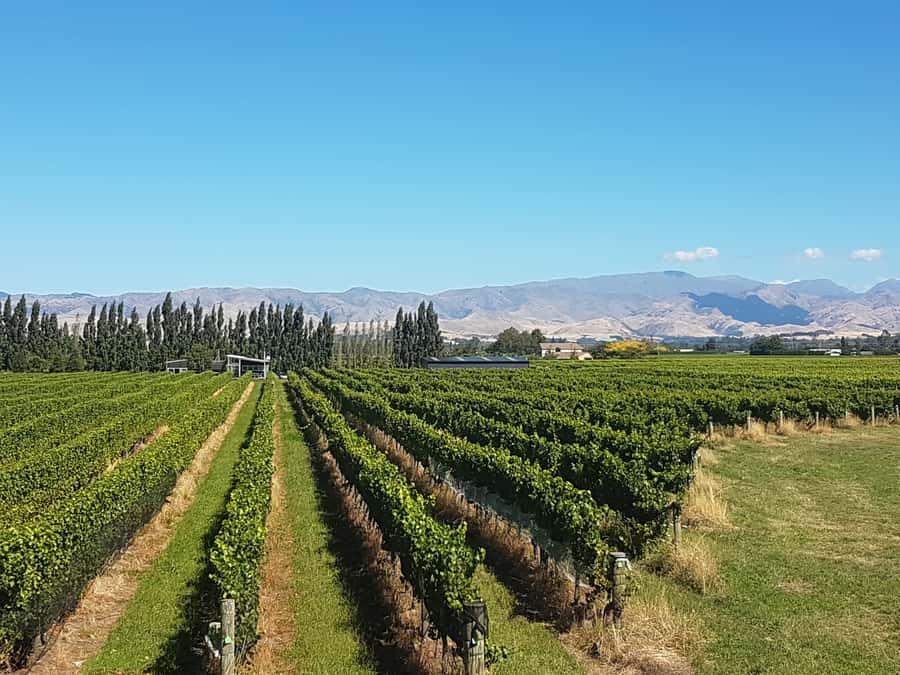 Marlborough: Half Guided and Half Self-Guided Bike Wine Tour - What the $110 price covers