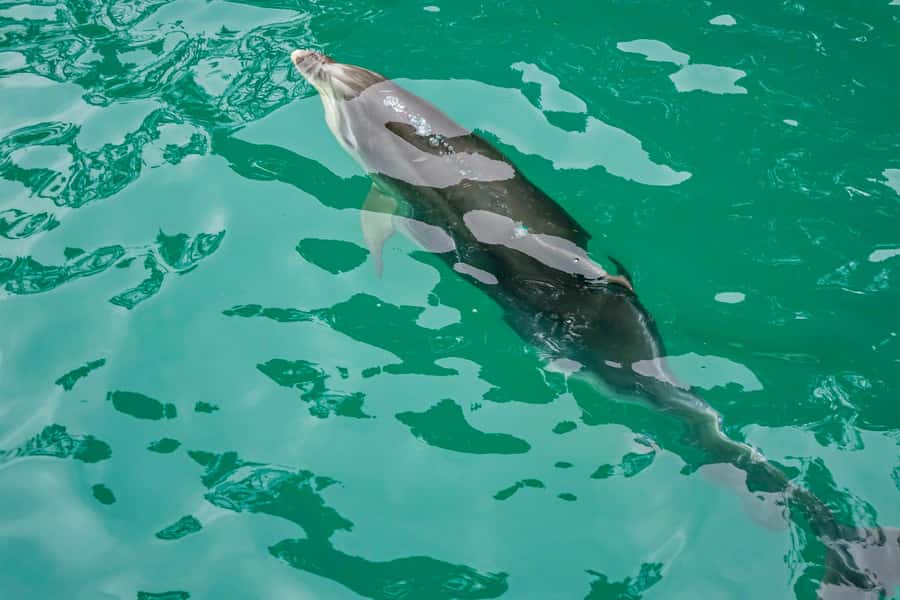 Marlborough Sounds and Ship Cove Cruise from Picton - The Queen Charlotte Sound route