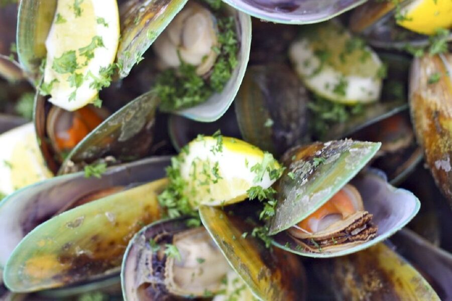Marlborough Sounds: Greenshell Mussel Cruise - Practical details for a smoother afternoon
