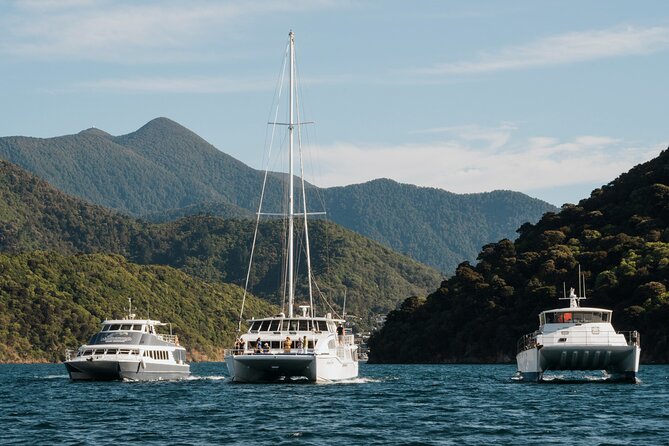 Marlborough Sounds Greenshell Mussel Tasting Cruise - Seeing how Marlborough mussels are farmed