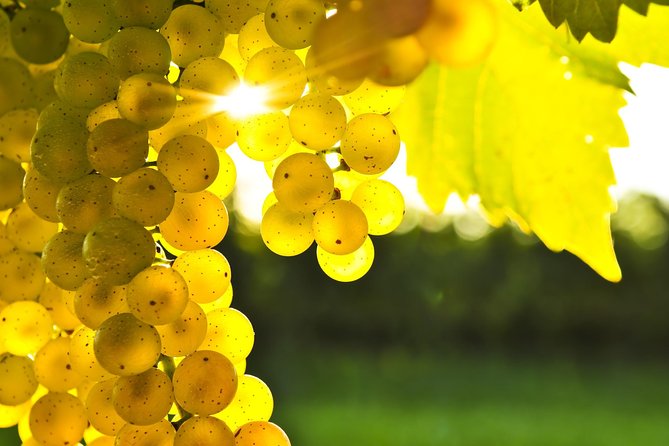 Marlborough Wine Tour - Afternoon of Cuisine & Wine 4hrs - Is the $121.01 price good value?