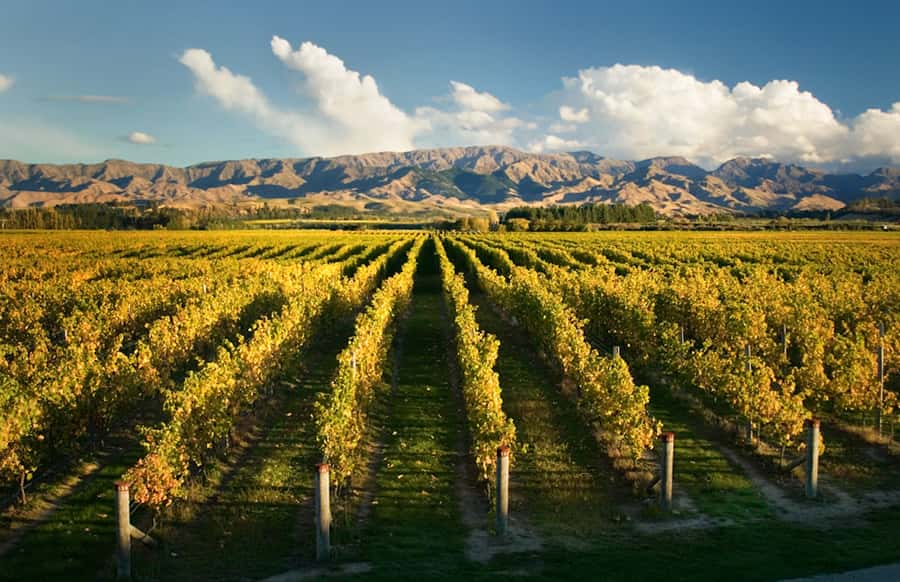 Marlborough: Wineries Visit and Tasting Session - Three cellar doors, one easy Marlborough afternoon