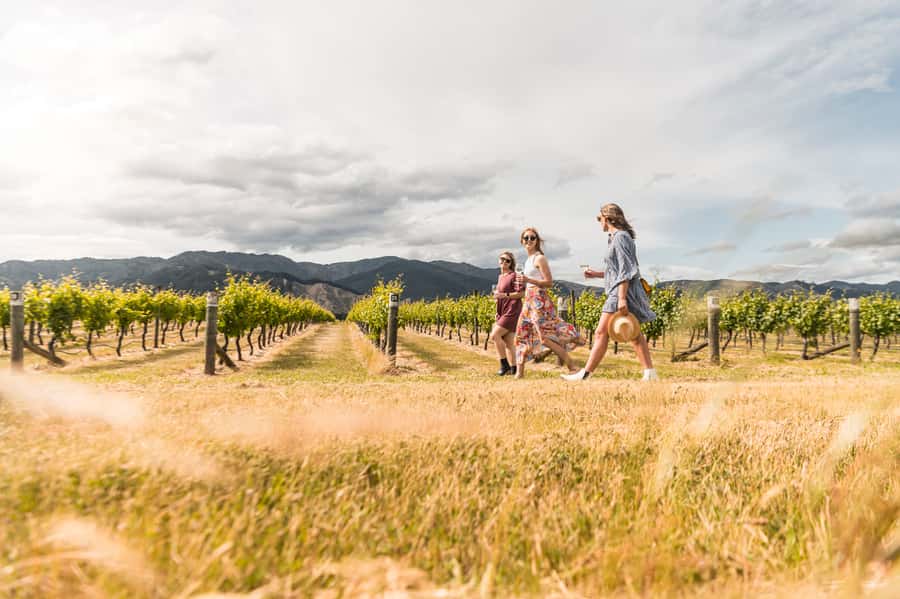 Marlborough: Wineries Visit and Tasting Session - A closer look at the timing