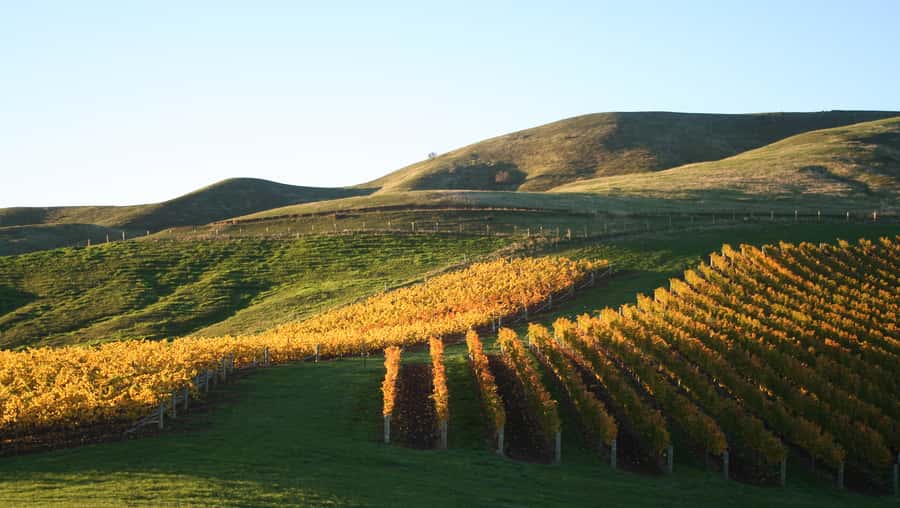 Marlborough: Wineries Visit with Tastings and 2-Course Lunch - Blenheim pickup is easy, Picton requires planning
