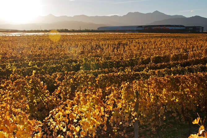 Marlborough Winery Tour - A Day of Cuisine & Wine 6hrs - Who will enjoy this outing most