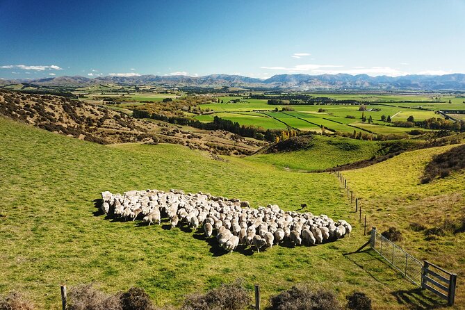 Merino Farm Experience - A Real Canterbury Farm, Not a Show Set