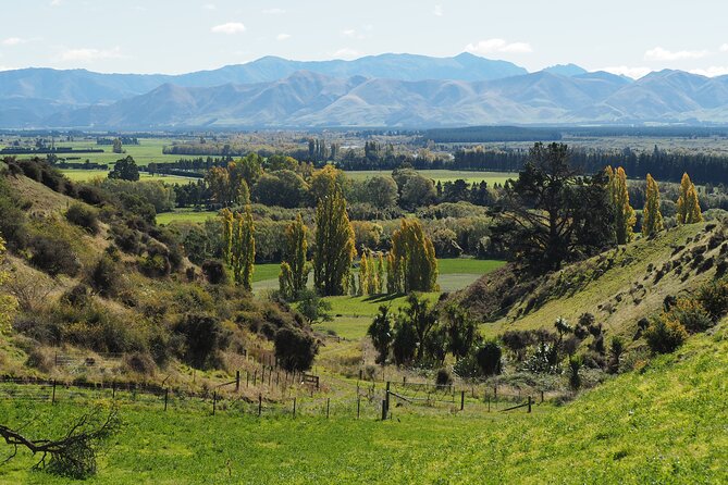 Merino Farm Experience - Sheep, Cattle, and the First Farm Views