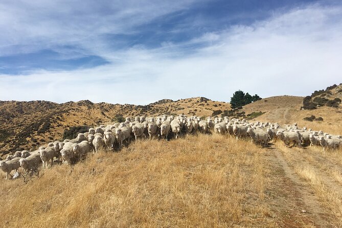 Merino Farm Experience - Hilltop Views Across Rivers and the Southern Alps