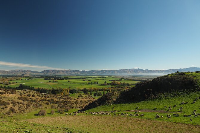 Merino Farm Experience - Flowers, Vegetables, and the Life Around the House
