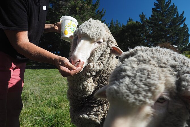 Merino Farm Experience - Why the 90-Minute Length Works