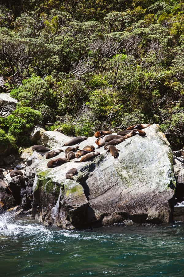 Milford Sound: 2-Hour Small Boat Scenic Cruise - Seal Rock and the chance of wildlife