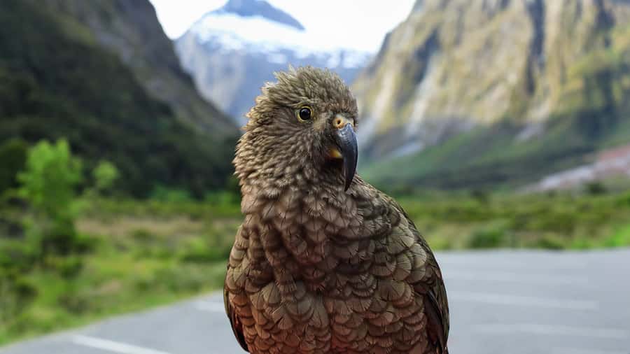 Milford Sound: Boutique Small-Boat Cruise - Weather, clothing, and the best way to prepare