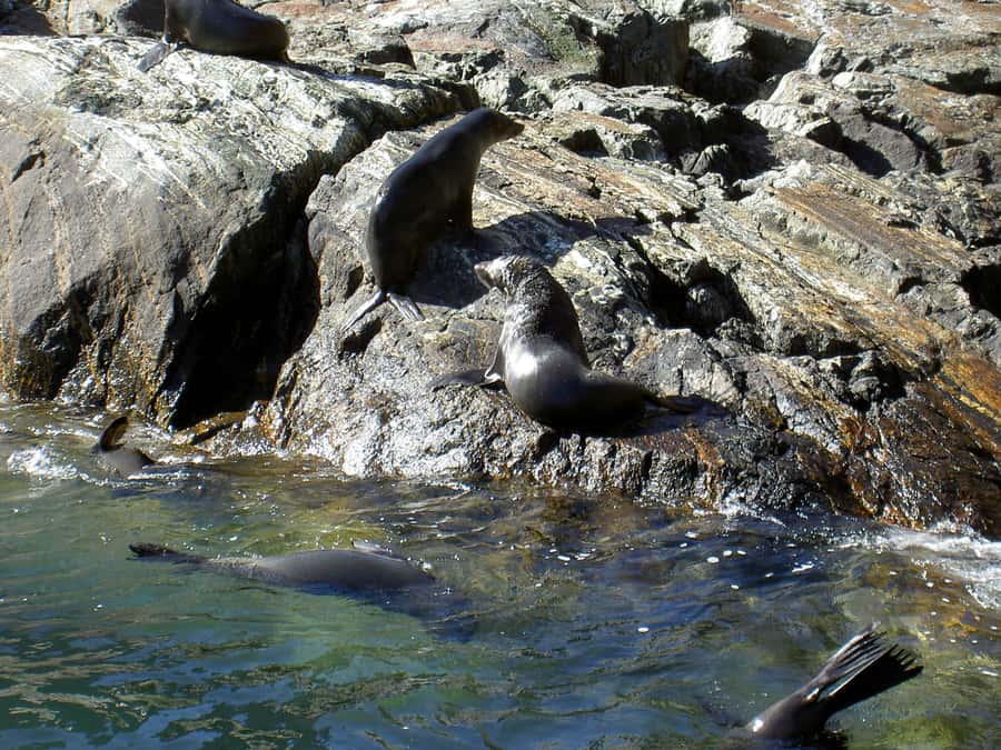 Milford Sound: Boutique Small-Boat Cruise - Allow extra time for parking and check-in