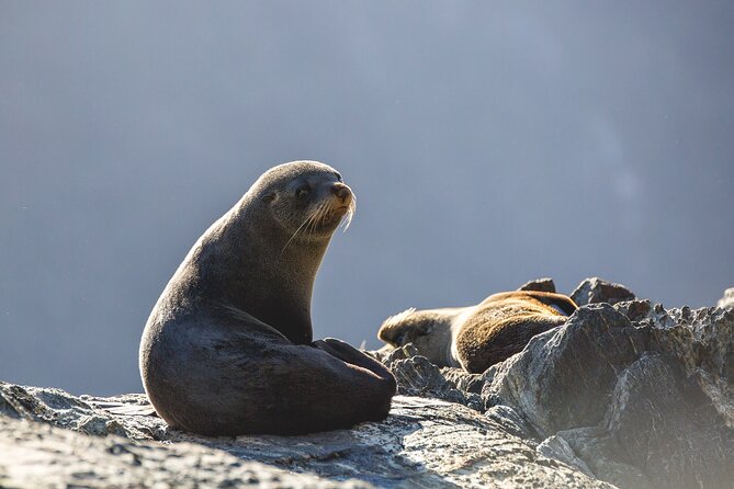 Milford Sound Cruise - RealNZ - Is the $96.19 price good value?