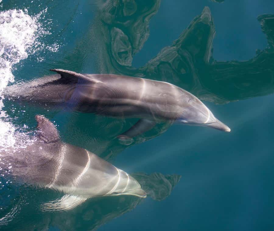 Milford Sound: Discover More on Our Longest Cruise - Key points to know before booking