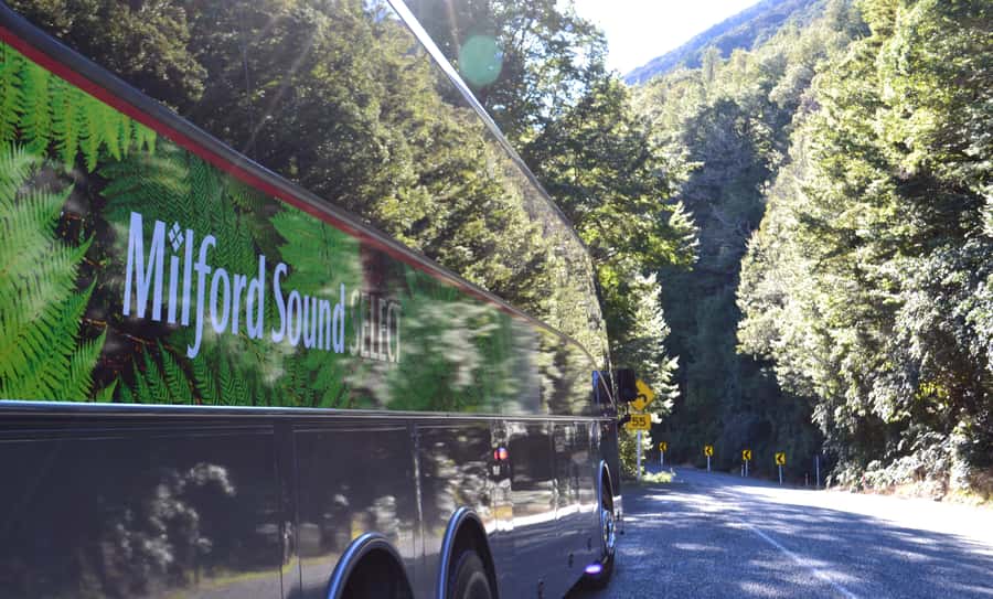 Milford Sound Premium Day Tour and Cruise from Te Anau - A five-minute walk through rainforest