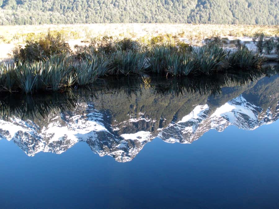 Milford Sound Premium Day Tour and Cruise from Te Anau - Dolphins, seals, and the open sea