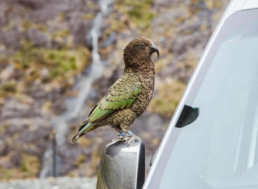 Milford Sound: Small-Group Tour from Te Anau - Lunch is practical, generous, and already handled
