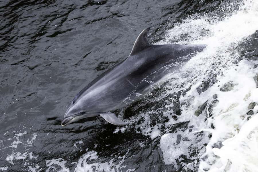 Milford Sound: Wildlife & Nature Cruises - Boarding The Haven, The Mariner, or The Sovereign