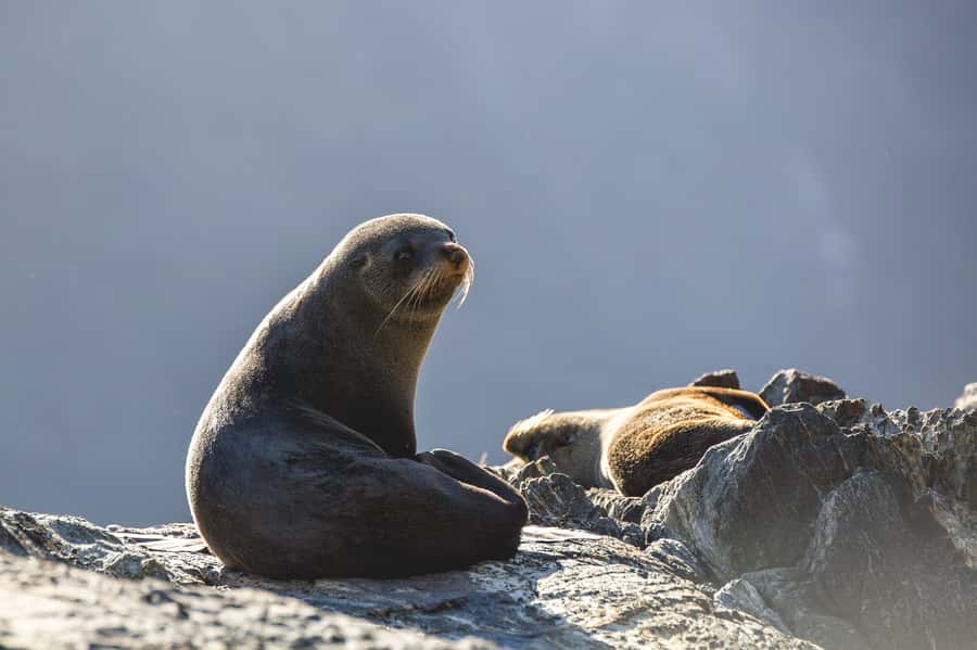 Milford Sound: Wildlife & Nature Cruises - Timing, crowds, and the best way to plan your day