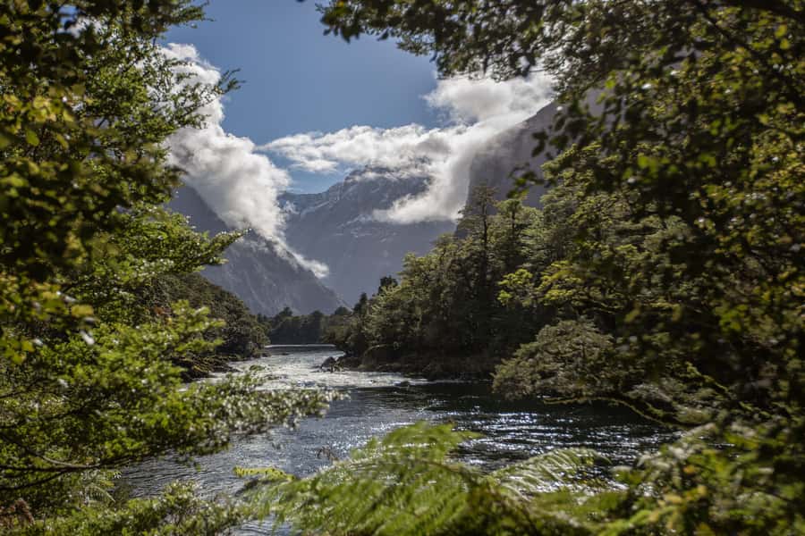 Milford Track: Full Day Guided Hike and Nature Cruise - A Milford Track morning from Deep Water Basin