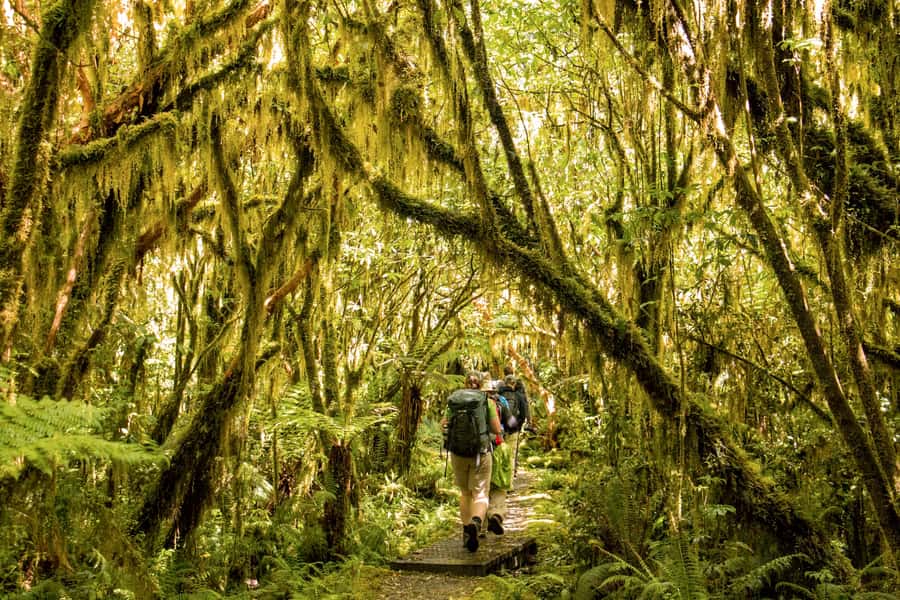 Milford Track: Full Day Guided Hike and Nature Cruise - What the $215 price delivers