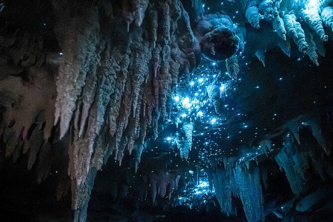 Milky Way Glowworm Cave Tour - Key points before you book