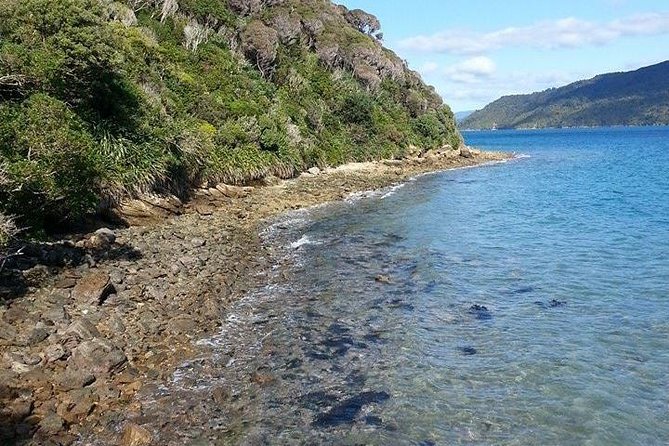 Motuara Island Bird Sanctuary and Ship Cove Cruise from Picton - Who will enjoy this morning most?