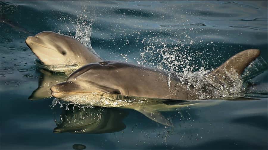 Motuara Island Sanctuary: Wildlife & Dolphin Watching Tour - Why Motuara Island makes this more than a boat ride