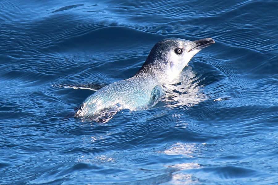 Motuara Island Sanctuary: Wildlife & Dolphin Watching Tour - Walking Motuara’s predator-free trails