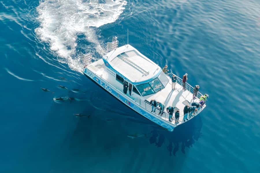 Motuara Island Sanctuary: Wildlife & Dolphin Watching Tour - Guides who turn sightings into understanding